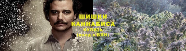индика Белокуриха